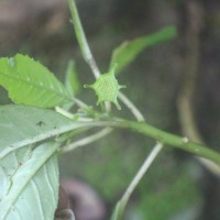 Dorstenia indica Wight